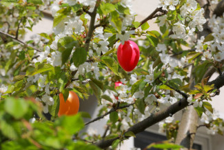 Osterbaum vor dem Haus